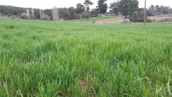 İlçe Tarım Ve Orman Müdürlüğü’Den Hububat Ekili Araziler İçin Yabancı Ot Uyarısı
