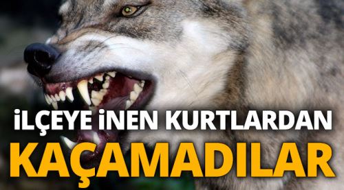İlçeye inen kurtlar 4 koyunu telef etti