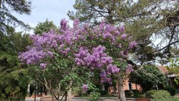 Ilıca’Da İlkbahar Güzelliği
