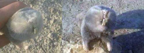 İlk bakışta köstebek sandılar ama...