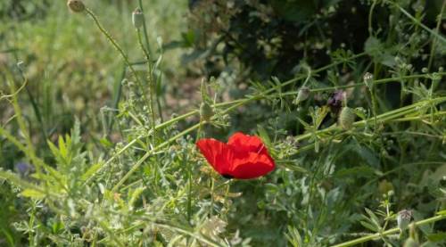 İLK CEMRE KAPIDA! 2026 yılı için cemre tarihleri netleşti: Soğuklar ne zaman etkisini yitirecek?