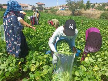 İlk Hasadı Yapılan Fasulyenin Satış Fiyatı Üreticisini Memnun Etmedi
