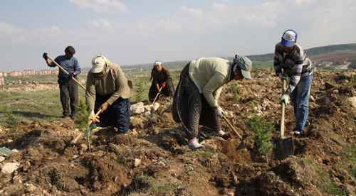 İlkbahar fidan dikimleri başladı