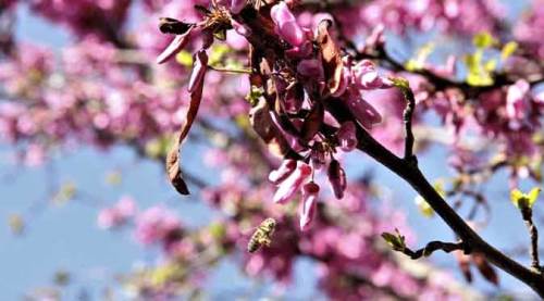 İlkbahar ne zaman başlıyor? Google’dan “İlkbahar geldi ” doodle’ı