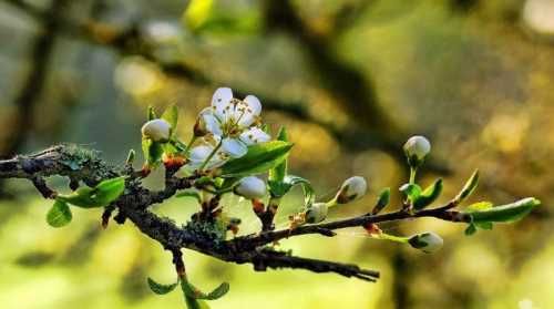 İLKİ DÜŞTÜ, PEKİ CEMRE NE?