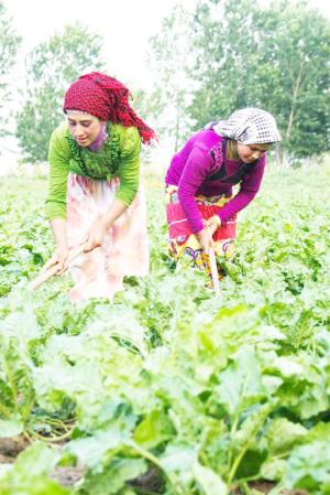 Tarımda erkekler daha çok kazanıyor