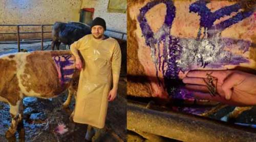 İneğin karnından çıkana inanamadılar