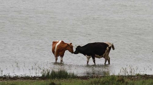 İnekler plaj keyfi yaptı...
