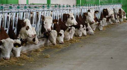 İneklere taktığı sanal gerçeklik gözlükleriyle...