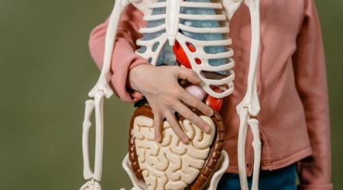 Innervasyon Nedir? Sinir Sistemi Ve Vücut Fonksiyonları Üzerindeki Etkileri