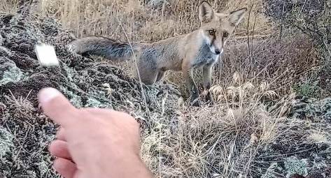 İnsanlara alışkın olan tilki görenleri şaşırtıyor