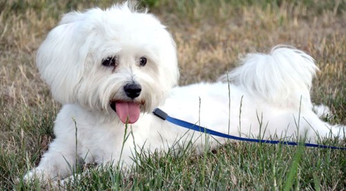 İnternet üzerinden köpekle dolandırdılar