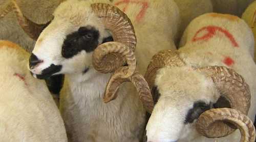 İnternet üzerinden kurbanlık satışı