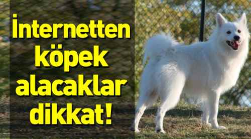 İnternetten köpek alacaklar dikkat!