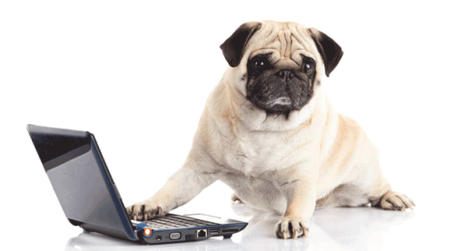 İnternetten köpek alırken dolandırıldı