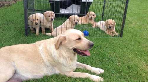 İnternetten köpek alırken dolandırıldı