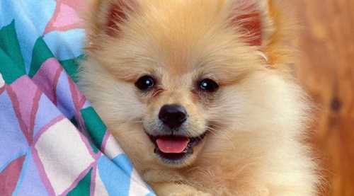 İnternetten köpek almak isterken dolandırıldı