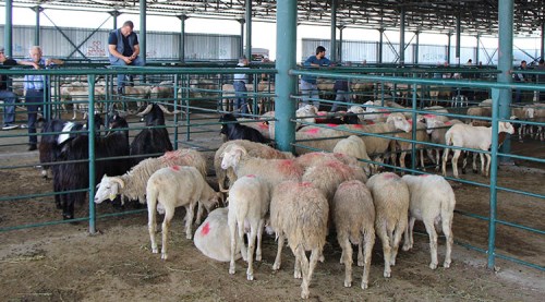 İnternetten kurban alışverişine dikkat