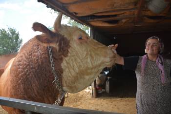 İri Cüssesi Nedeniyle Kurban Pazarı’Na Çıkarılamıyor
