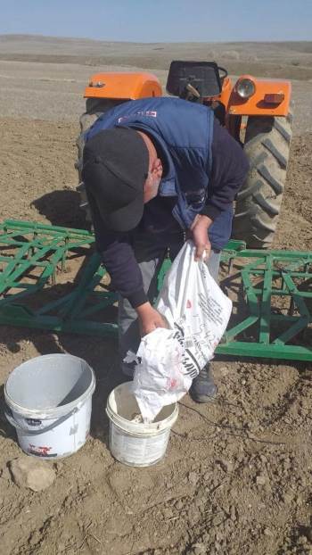 İscehisar’Da Yağ Üretiminde Kullanılan Aspir Koç42 Bitkisi Ekildi
