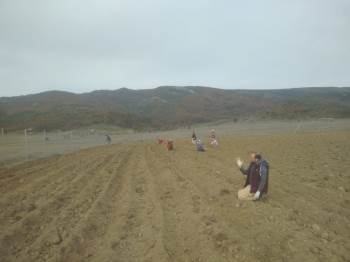 İşleri Sıkıntıya Giren Pide Ustası Tarlasına 10 Bin Adet Fide Dikerek Lavanta İşine Girdi
