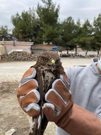 İşletme Sahibinin Sahip Çıktığı Yaralı Şahin Tedavi Altına Alındı
