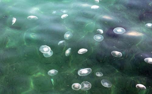 İstanbul Beşiktaş Sahili'ndeki deniz anaları dikkat çekti