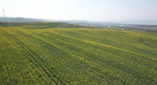 İstanbul’da kanola çiçekleri açtı, tarlalar sarıya boyandı
