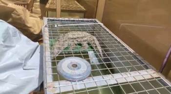 İstanbul’da timsaha tasma takıp gezdirdi!