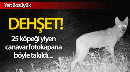 İşte 25 köpeği yiyip tüm ilçeyi dehşete düşüren o hayvan!