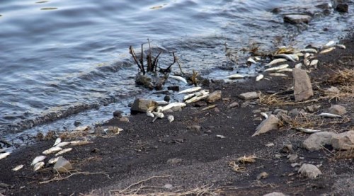 İşte toplu balık ölümlerinin nedeni!