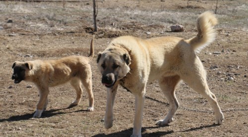 İtalyanlar çareyi Sivas'ta buldu