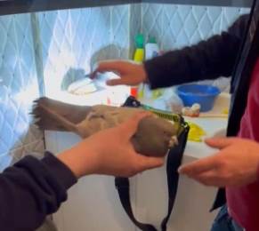 İtfaiye ekipleri, Kayseri’de güvercini kurtardı