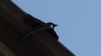 İtfaiye Ekipleri Çatı Saçağına Sıkışan Güvercin İçin Seferber Oldu
