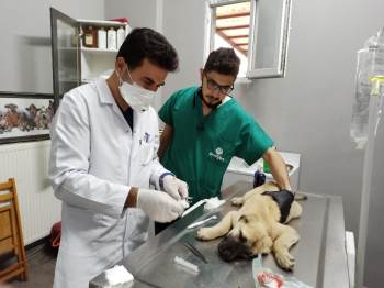 İyilik Sadece İnsana Yapılmaz
