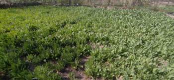 İzinsiz Haşhaş Eken 4 Kişi Gözaltına Alındı
