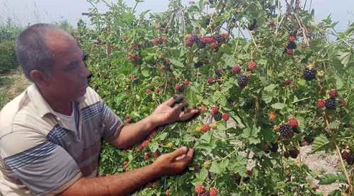 İzlediği belgeselden etkilendi şimdi siparişlere yetişemiyor