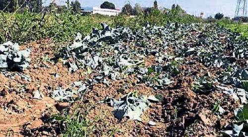 İzmir'de mide bulandıran olay! Lağım suyuyla...