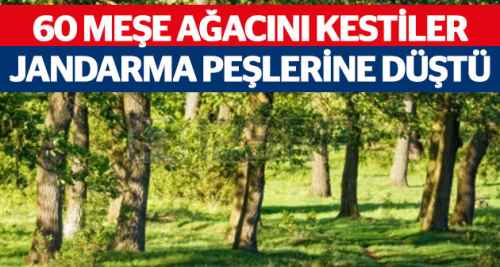 Jandarma, 60 meşe ağacını kesenleri arıyor