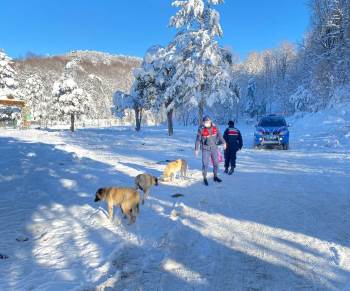 Jandarma, Sokak Hayvanlarını Yalnız Bırakmadı
