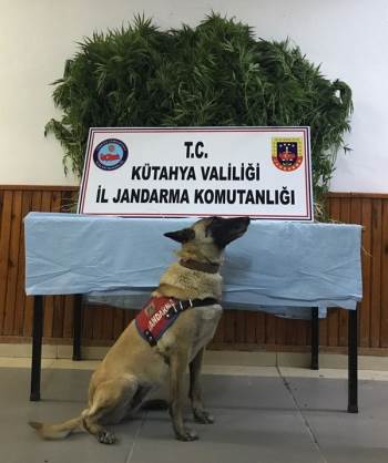 Jandarma’Dan Uyuşturucu Operasyonu
