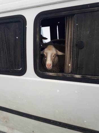 Jandarma Denetiminde Durdurulan Araçtan 15 Adet Küpesiz Koyun Çıktı
