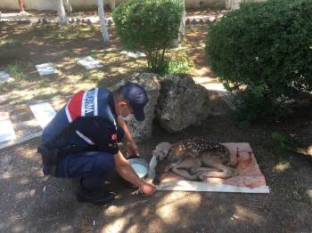 Jandarma Ekipleri Devriye Sırasında Buldu
