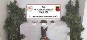 Jandarma Eve Yaptığı Baskında 307 Gram Esrar İle 24 Kök Kenevir Ele Geçirdi
