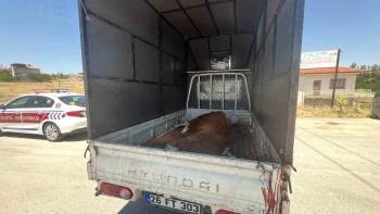 Jandarma Kaçak Kesildiği Belirlenen Büyükbaş Hayvan Ele Geçirdi
