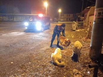 Jandarma Sokak Hayvanlarını Unutmadı
