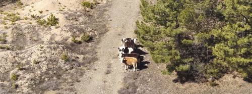 Jandarmadan dronlu operasyon: Kayıp hayvanlar bulundu!