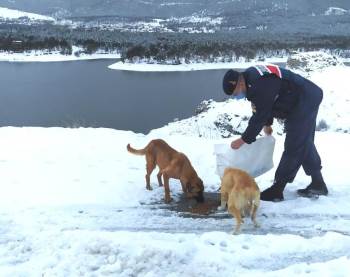 Jandarmadan Sokak Hayvanlarına Şefkat Eli
