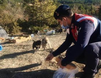 Jandarmadan Sokak Hayvanlarına Yiyecek
