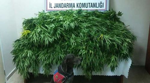 Jandarmadan suç makinesine baskın